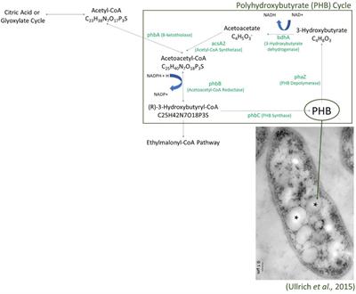 Microbial Survival in an Extreme Martian Analog Ecosystem: Poás Volcano, Costa Rica
